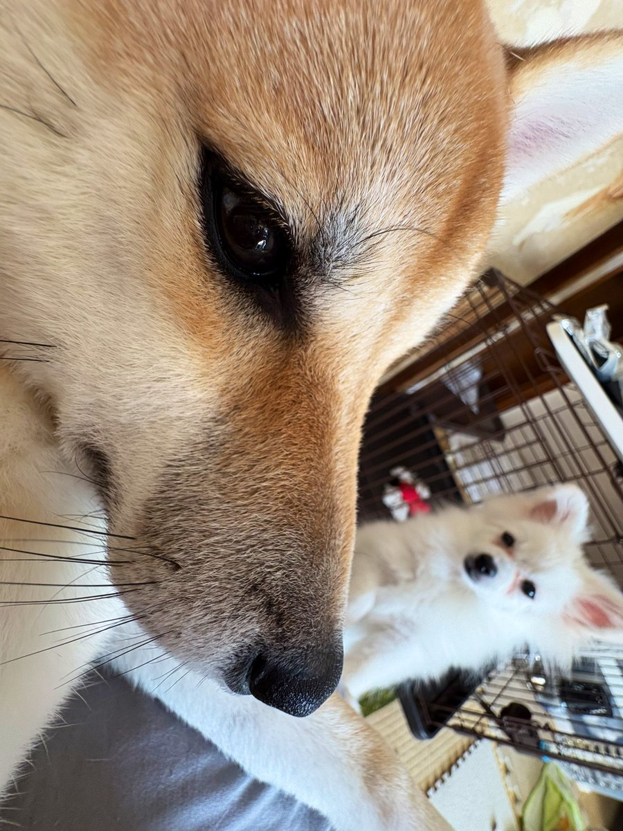 柴犬のぱん🍞とポメラニアンのしゃり🍣 (@pan04pan22) / Posts / X