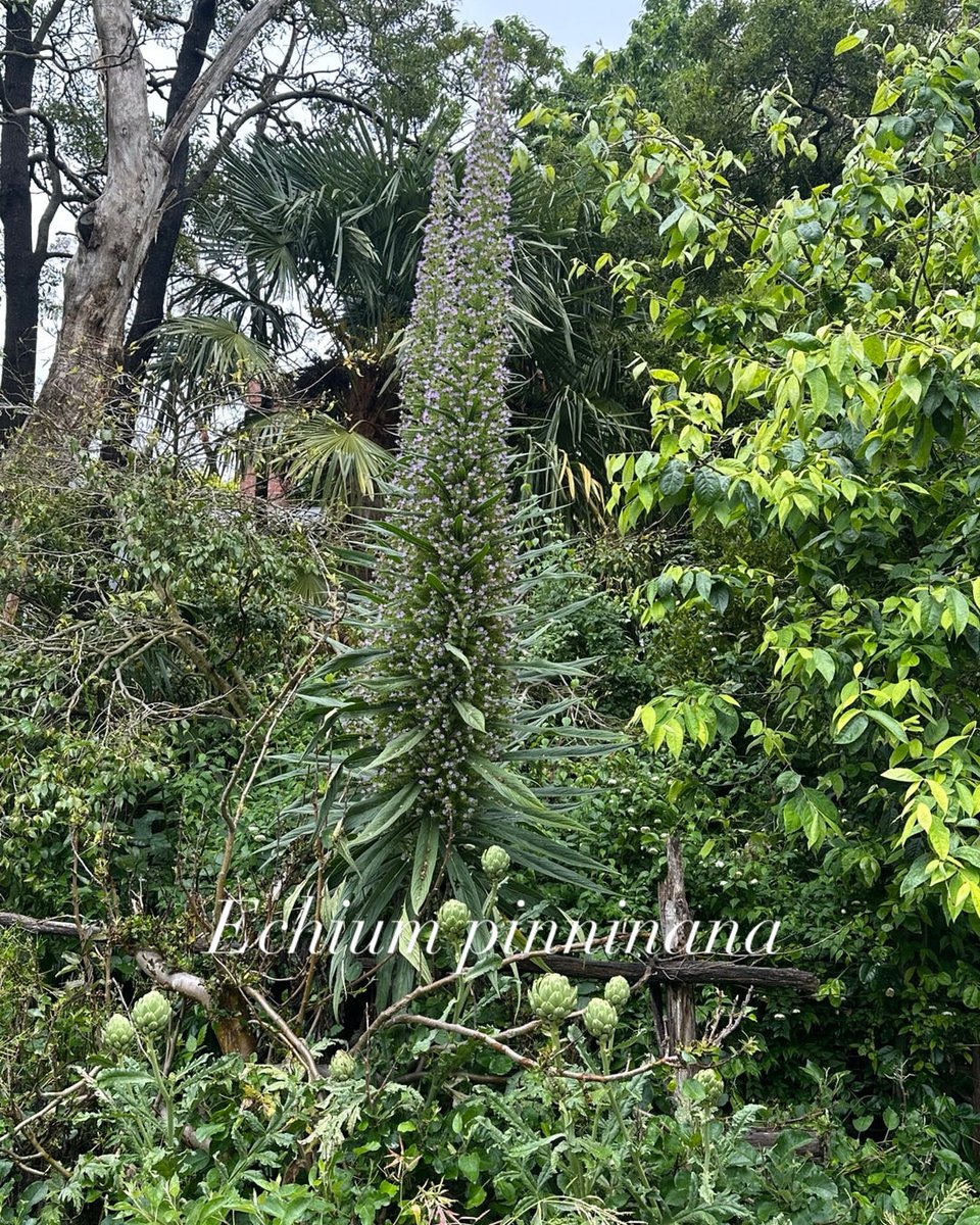 StephenGRyan's tweet photo. When size matters!! Echium pinninana from La Palma Island at 4m plus. #asatours   #cornus  #acanthus     #abcradio  #mtmacedon  #3cr #stephenryan #rareplants  #osmanthus   #dicksoniarareplants   #tugurium   #planttrust. #thehorticulturalists https://t.co/e05UDBvDhs