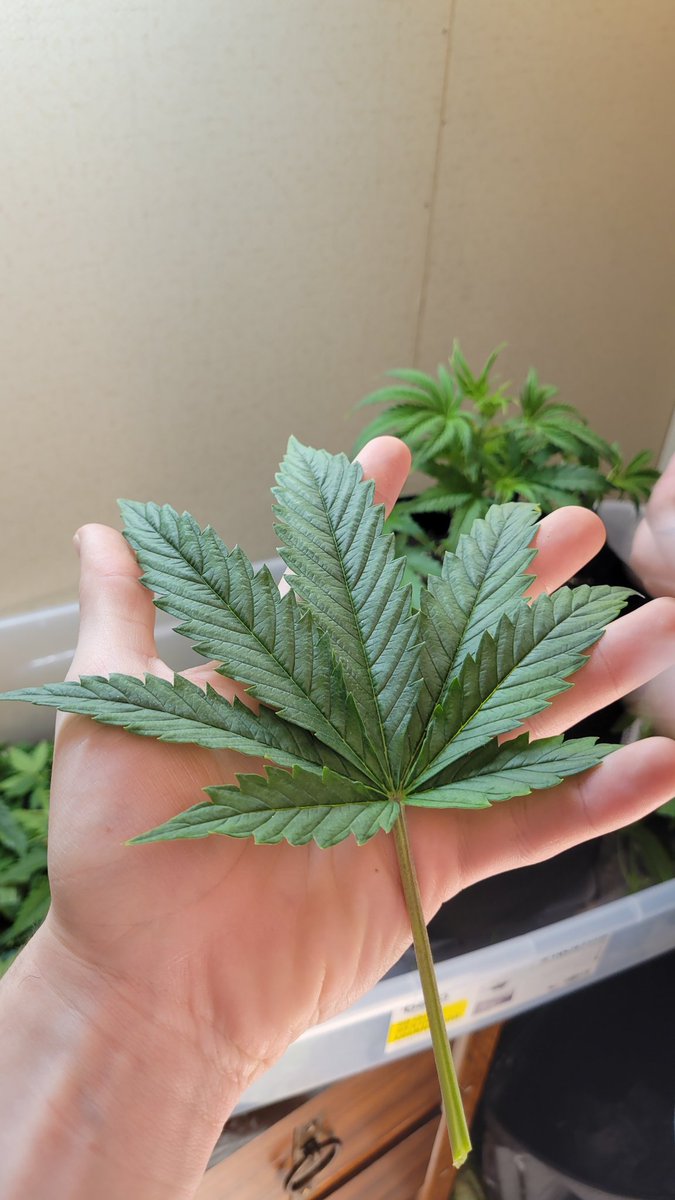 I'm having a pretty shitty day, but the <a href="/CozyCannaClub/">The Hash Slinging Slasher</a> free sample and a G of Peach OG touched down today after I got done trimming. I am very grateful. Thanks again, and look out for the review soon! 👀