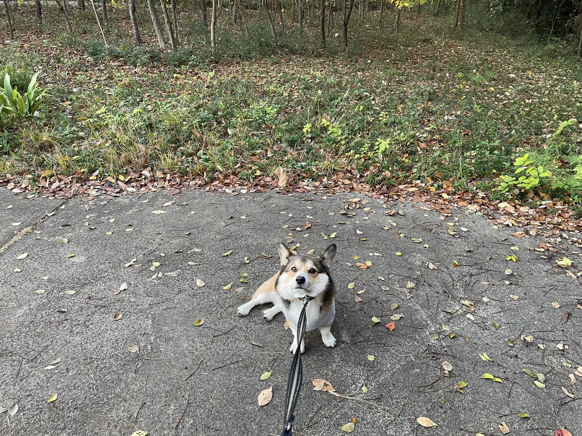 新緑ソーダ fizzy pop (@sparkviolet) / Posts / X