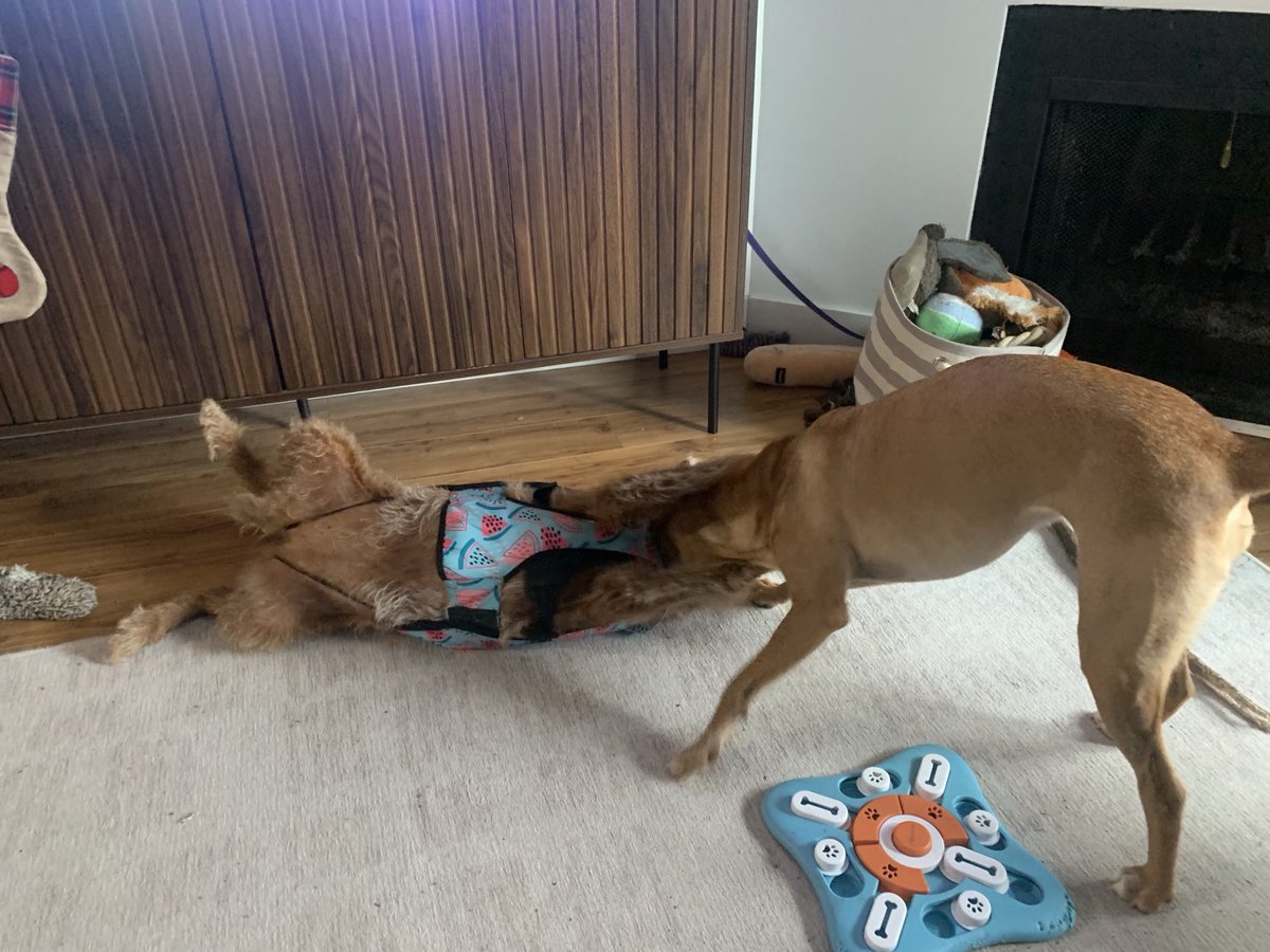 DublinIrishPup's tweet photo. Yesterdays #wrestlemania with me pal Frida, dat kid is a ๐พ of energy sheโs like dat ๐ฐ #keepsgoingandgoing but we had fun ๐คฉ me was #zorsted after โ๏ธ๐๐ฅฑ๐ด https://t.co/bu9HqFbdAJ