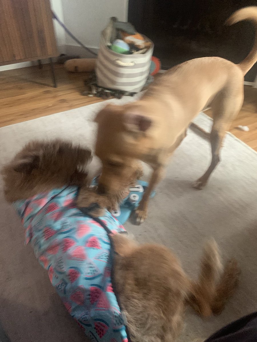 DublinIrishPup's tweet photo. Yesterdays #wrestlemania with me pal Frida, dat kid is a ๐พ of energy sheโs like dat ๐ฐ #keepsgoingandgoing but we had fun ๐คฉ me was #zorsted after โ๏ธ๐๐ฅฑ๐ด https://t.co/bu9HqFbdAJ