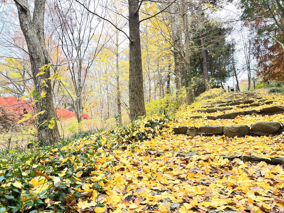どうやら神戸市立森林植物園の中を秋と冬が元気に歩き回っているようです。イチョウの木の下は黄色い絨毯が敷き詰められて歩くのがもったいないなと思うほどですね。