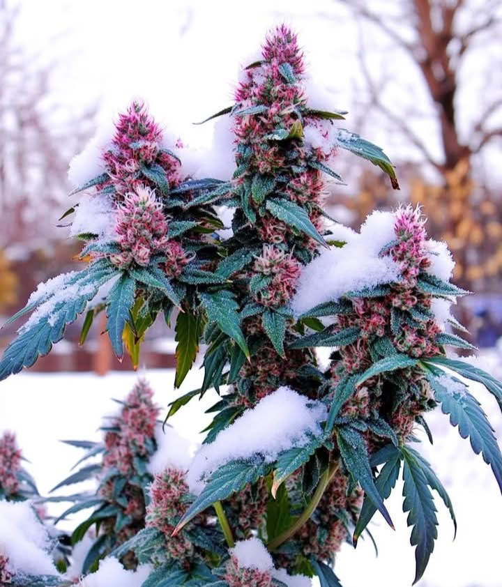 e17752's tweet image. Good morning 😶‍🌫️ Wishing everyone a happy Saturday ✌️🤙 😚 💨