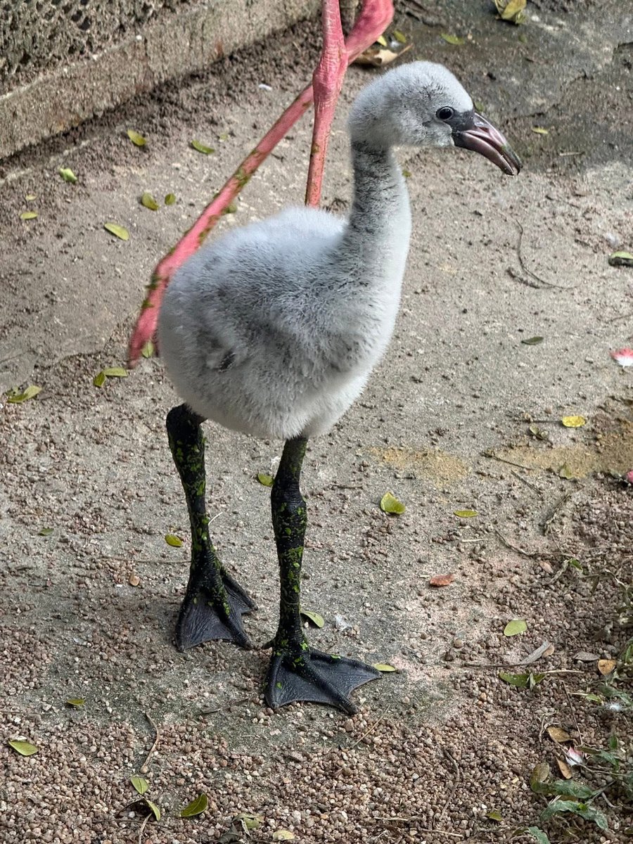 and_khamoo's tweet image. เด็กใหม่ กำลังน่ารักเลย #hippo #PygmyHippo #ขาหมูแอนด์เดอะแก๊ง #หมูเด้งเด้งกี่โมง #Moodeng #พี่ขาหมู #สวนสัตว์เปิดเขาเขียว