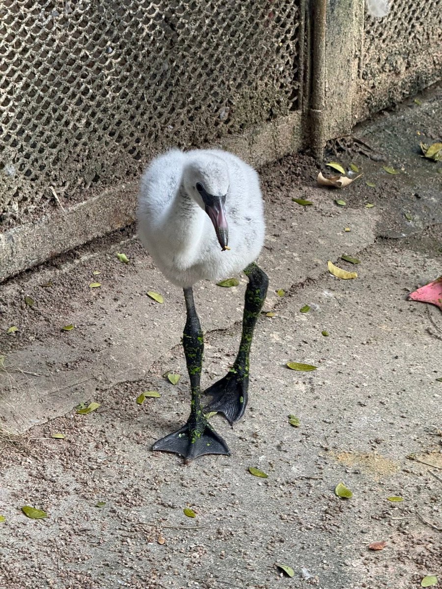 and_khamoo's tweet image. เด็กใหม่ กำลังน่ารักเลย #hippo #PygmyHippo #ขาหมูแอนด์เดอะแก๊ง #หมูเด้งเด้งกี่โมง #Moodeng #พี่ขาหมู #สวนสัตว์เปิดเขาเขียว