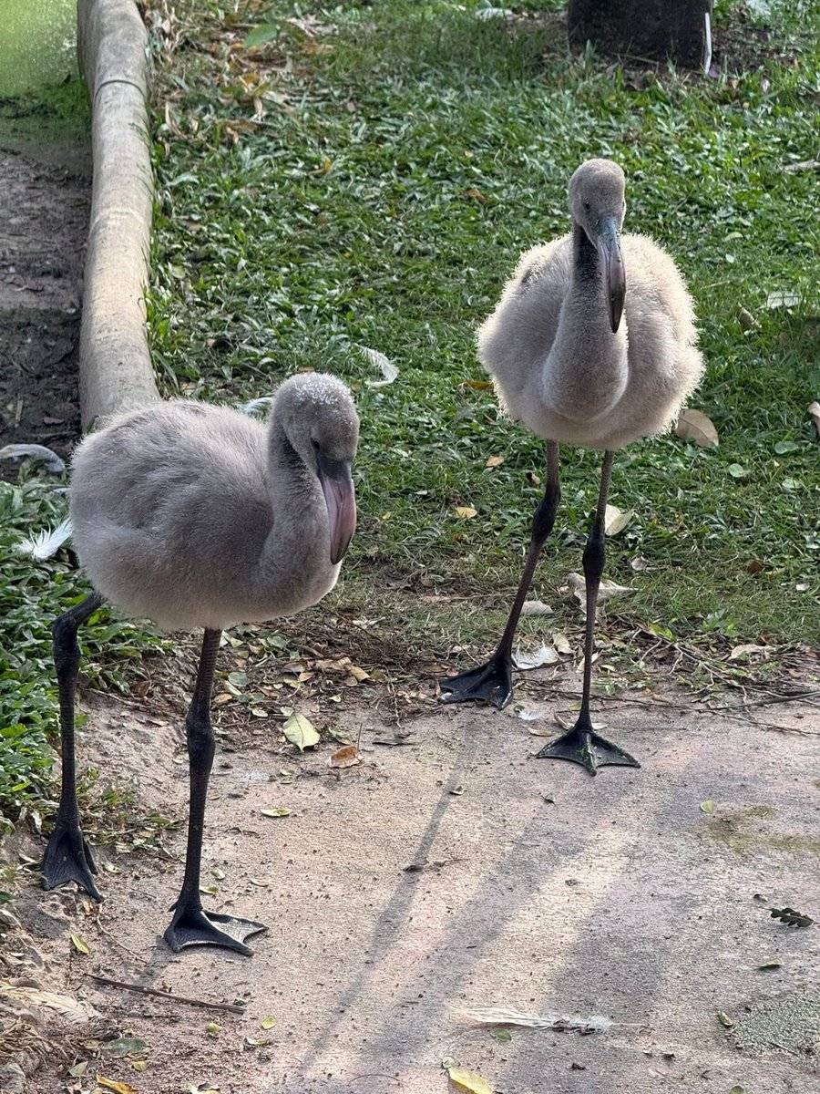 and_khamoo's tweet image. เด็กใหม่ กำลังน่ารักเลย #hippo #PygmyHippo #ขาหมูแอนด์เดอะแก๊ง #หมูเด้งเด้งกี่โมง #Moodeng #พี่ขาหมู #สวนสัตว์เปิดเขาเขียว