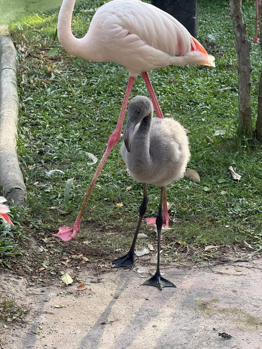 and_khamoo's tweet image. เด็กใหม่ กำลังน่ารักเลย #hippo #PygmyHippo #ขาหมูแอนด์เดอะแก๊ง #หมูเด้งเด้งกี่โมง #Moodeng #พี่ขาหมู #สวนสัตว์เปิดเขาเขียว