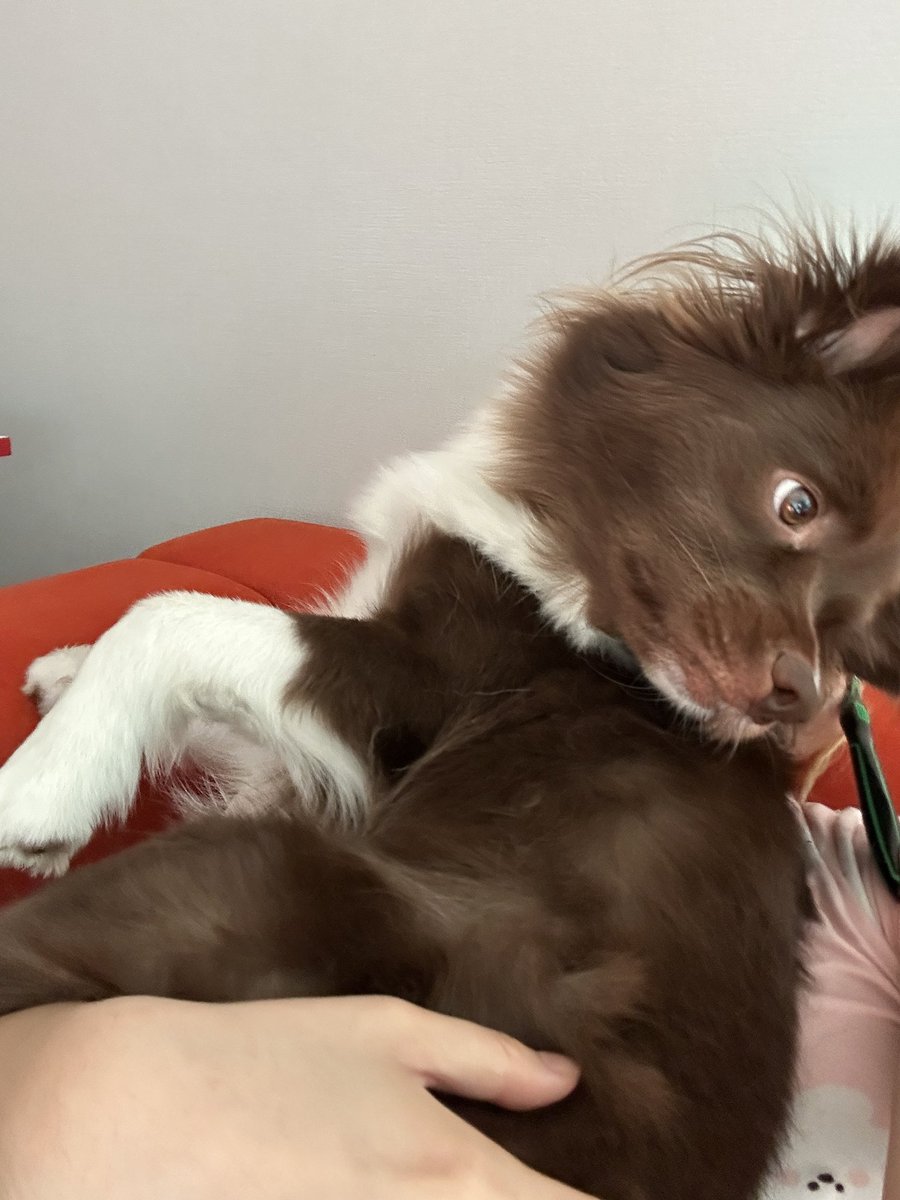 밤팅이가 갑자기 소파를 양 다리로 쭈욱 밀더니 내 몸 위에 안착함 새로운 방법으로 사랑 받네