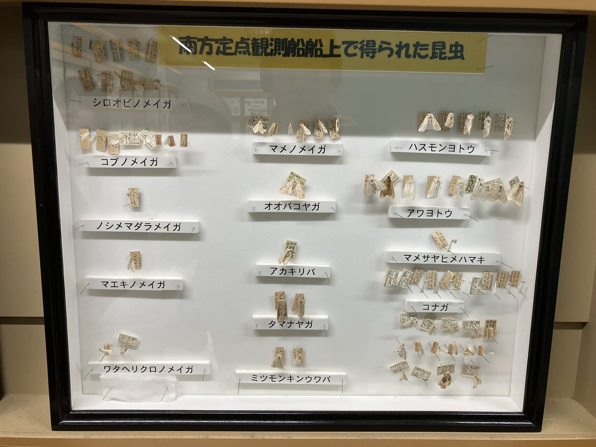流石にもう交換時期なんじゃない？
と思ったら、南方500kmの海上船で捕獲した蛾と蝶だった。
最近、釣りに行ってて思ったんだけど、沖合の何にも無い海上をシジミチョウとかトンボが結構飛んでるんだよね。