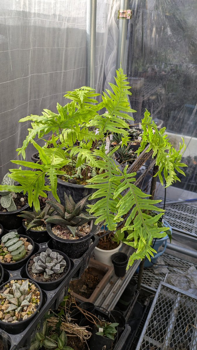 台湾アオネカズラ 特大 台湾アオネカズラも茂って来ました。 犬の手