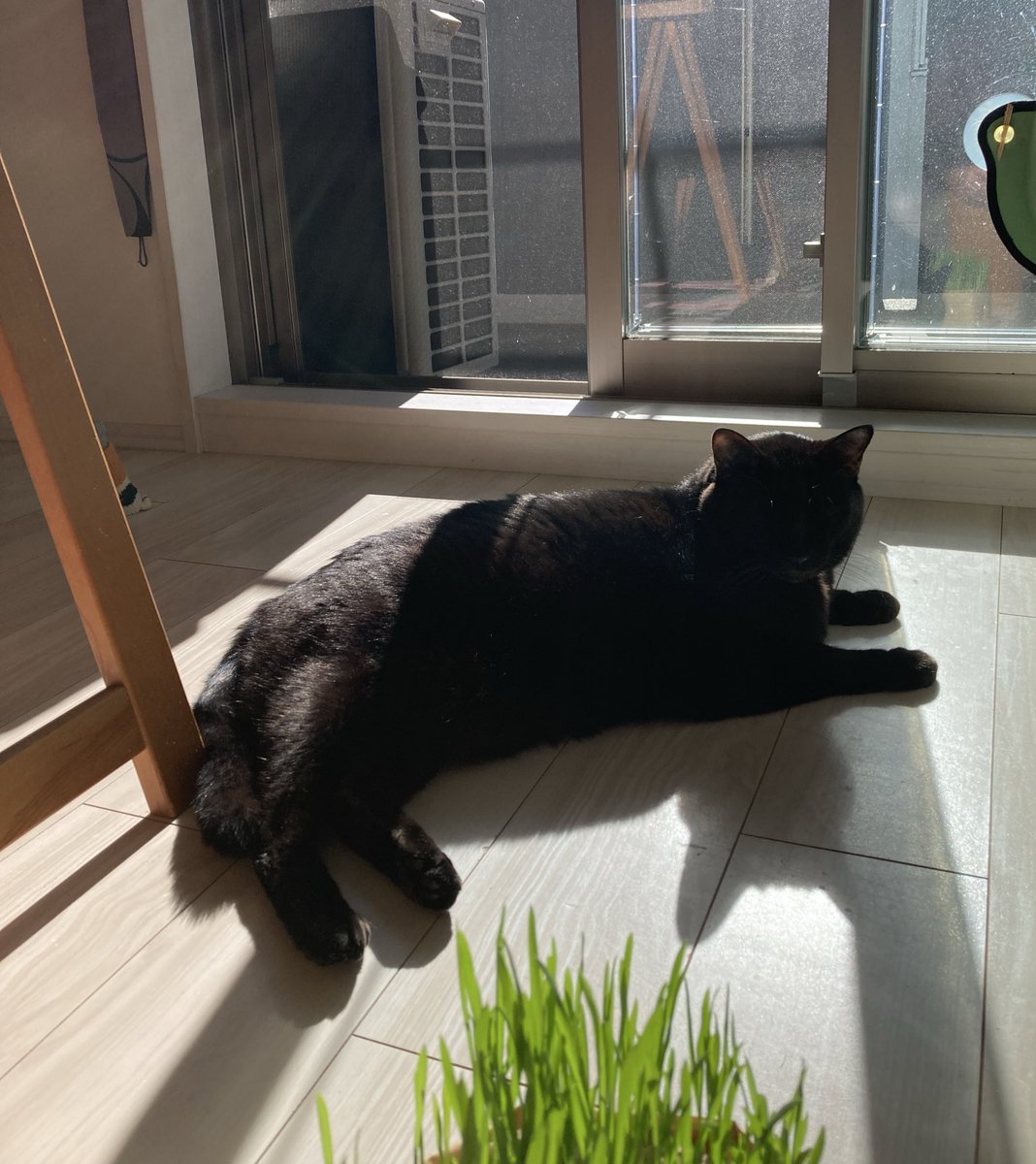 黒猫毛皮の利を生かし無課金で焦げ臭いほどあったまるアグリ。