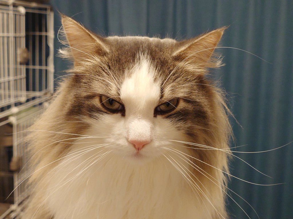 📌𝕏コミュニティ𓃠猫၈集会場𓃠今日のニャンコ🐱