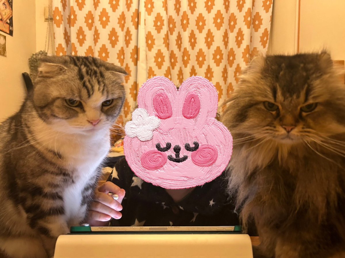 にゃんこに囲まれたぁ🐱🐱