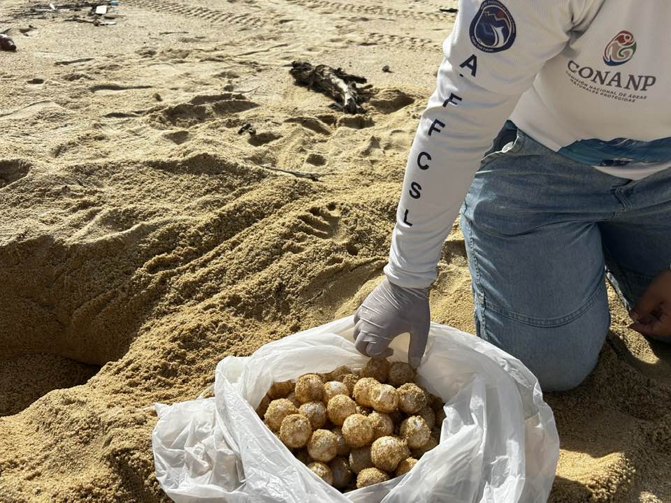 CONANP_mx's tweet image. El APFF #CaboSanLucas es zona de anidación de diversas especies de tortugas marinas y zona de refugio para diferentes aves marinas. 🐢🦆

Podrás observar ballenas jorobadas y paisajes naturales que quitan el aliento. 🐳

#SomosNaturaleza 🏜️🌊🦭🌵🌺🐠