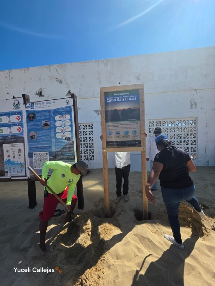CONANP_mx's tweet image. El APFF #CaboSanLucas es zona de anidación de diversas especies de tortugas marinas y zona de refugio para diferentes aves marinas. 🐢🦆

Podrás observar ballenas jorobadas y paisajes naturales que quitan el aliento. 🐳

#SomosNaturaleza 🏜️🌊🦭🌵🌺🐠