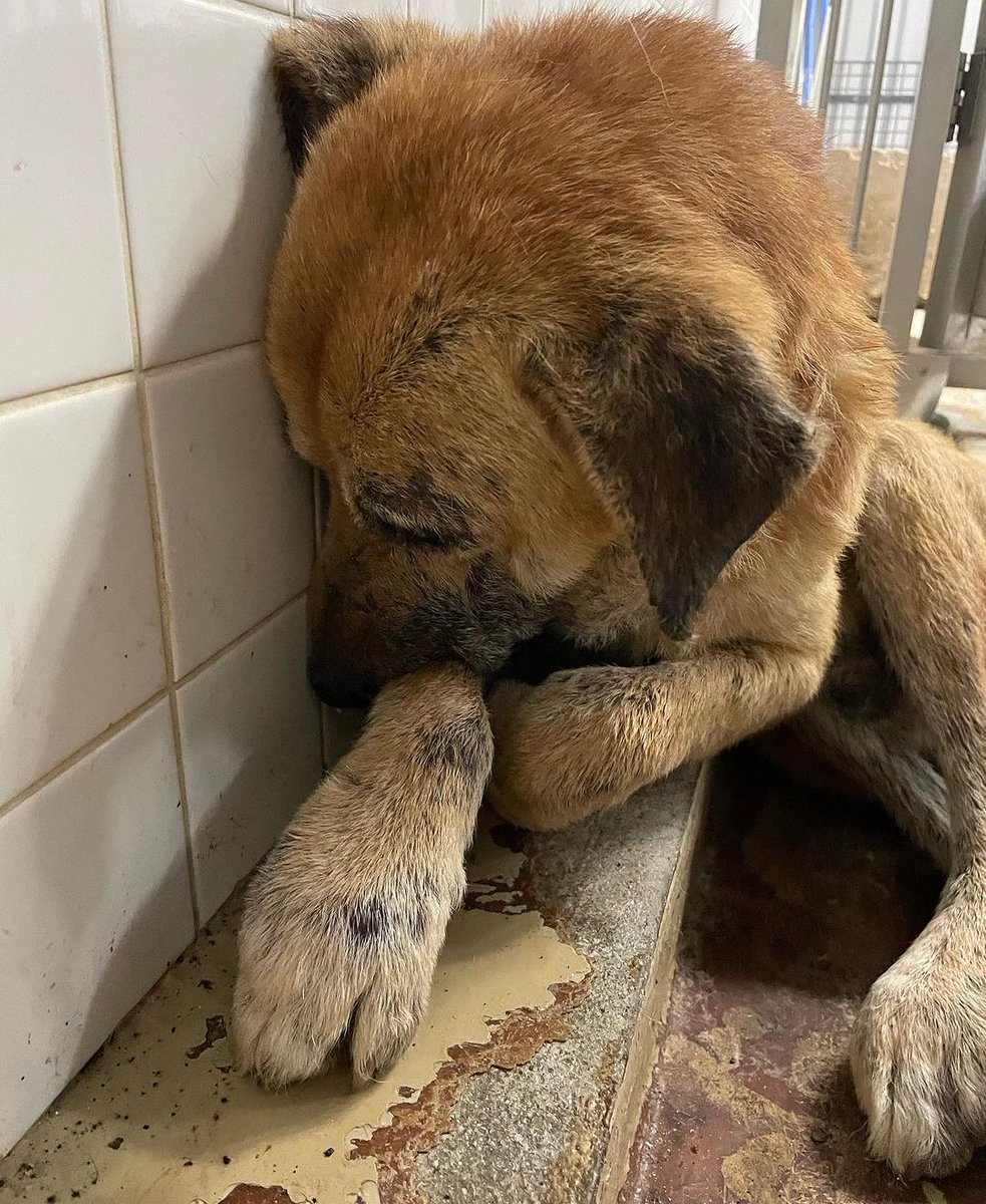 siba4884's tweet image. 周南市の野犬達の最後の砦であるまあくんハウスさんがふるさと納税について詳しく記載されています。皆さまのご協力宜しくお願い致します。
➡️instagram.com/reel/DReVztKCb…