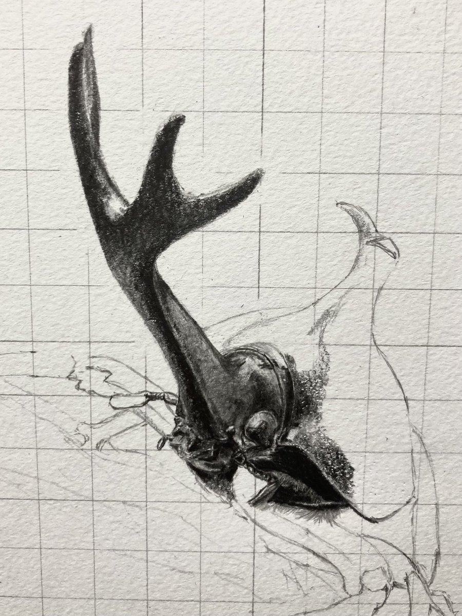 msy (@beetlesuka) / Posts / X