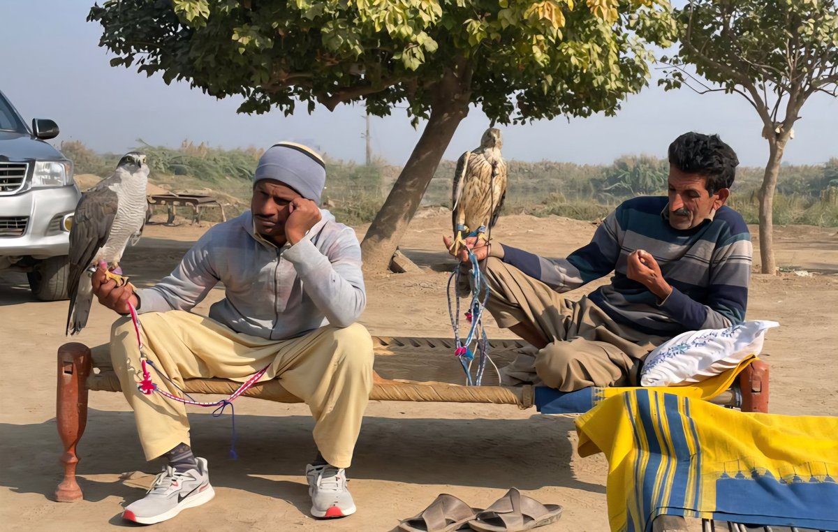 falconrypk's tweet photo. Goshawks ready but not allowed to fly. Punjab’s new policy limits local falconers to short season starting 15 Dec, while foreign falconers fly freely from mid-Oct.
Falconers ask policymakers gun hunting can not be compared to falconry.
 @cmopunjabpk #Culture #Pakistan #Goshawk https://t.co/1OeeNGYnzJ