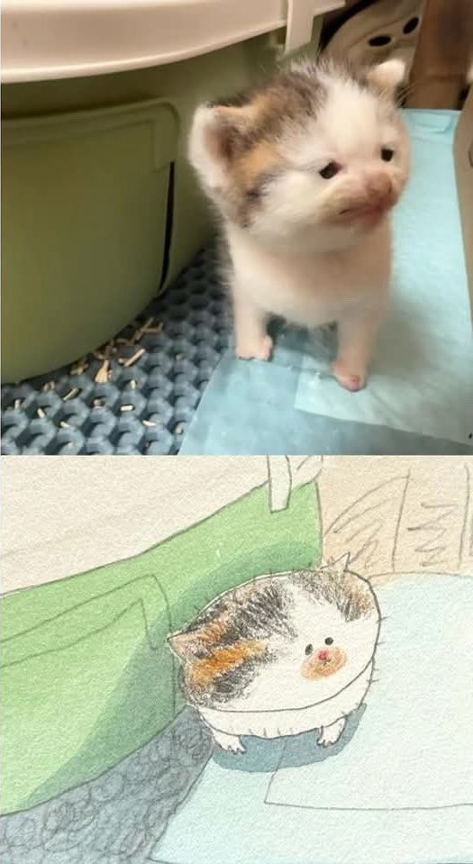 gatinarios's tweet image. 