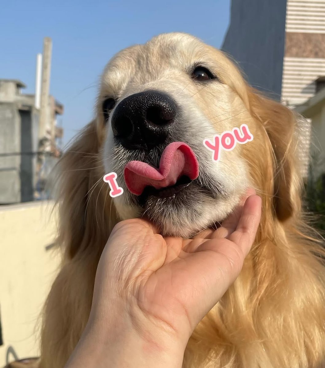 dogssaveworld's tweet photo. https://t.co/ffLoXY2aYE