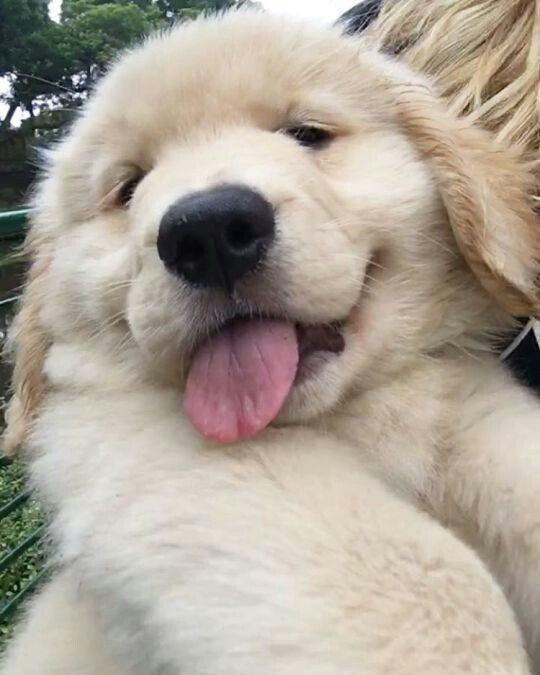 dogs so cute that could save the world (@dogssaveworld) on Twitter photo 