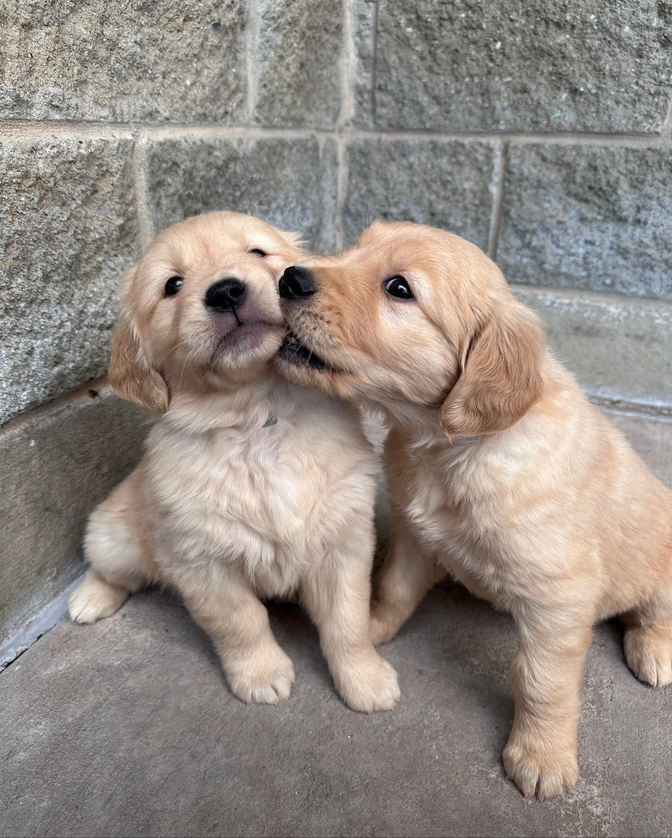 dogs so cute that could save the world (@dogssaveworld) on Twitter photo 