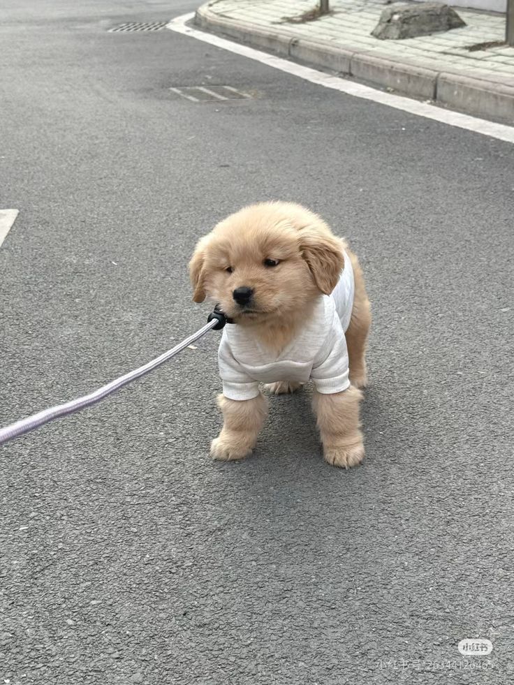 dogs so cute that could save the world (@dogssaveworld) on Twitter photo 