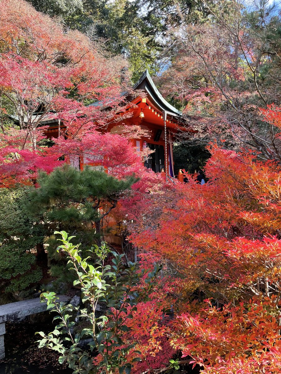 nishiu_'s tweet photo. 京都の紅葉いい感じ🍁 https://t.co/MGDWKN6MXI