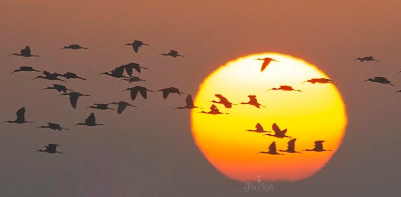 piliriuss's tweet image. Comença un dia nou al #paradís #deltadelebre @3CatInfoelTemps @alcantara_alb @mauri_francesc @Vakapiupiuu @elnacionalcat @HimarGonzalez @tiempobrasero