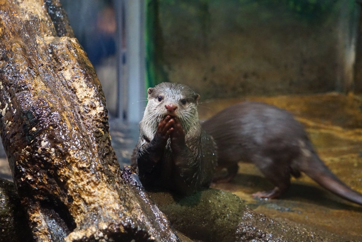 かわうそ(・ᴥ・) (@iF9kOxq2miU6JaD) / Posts / X