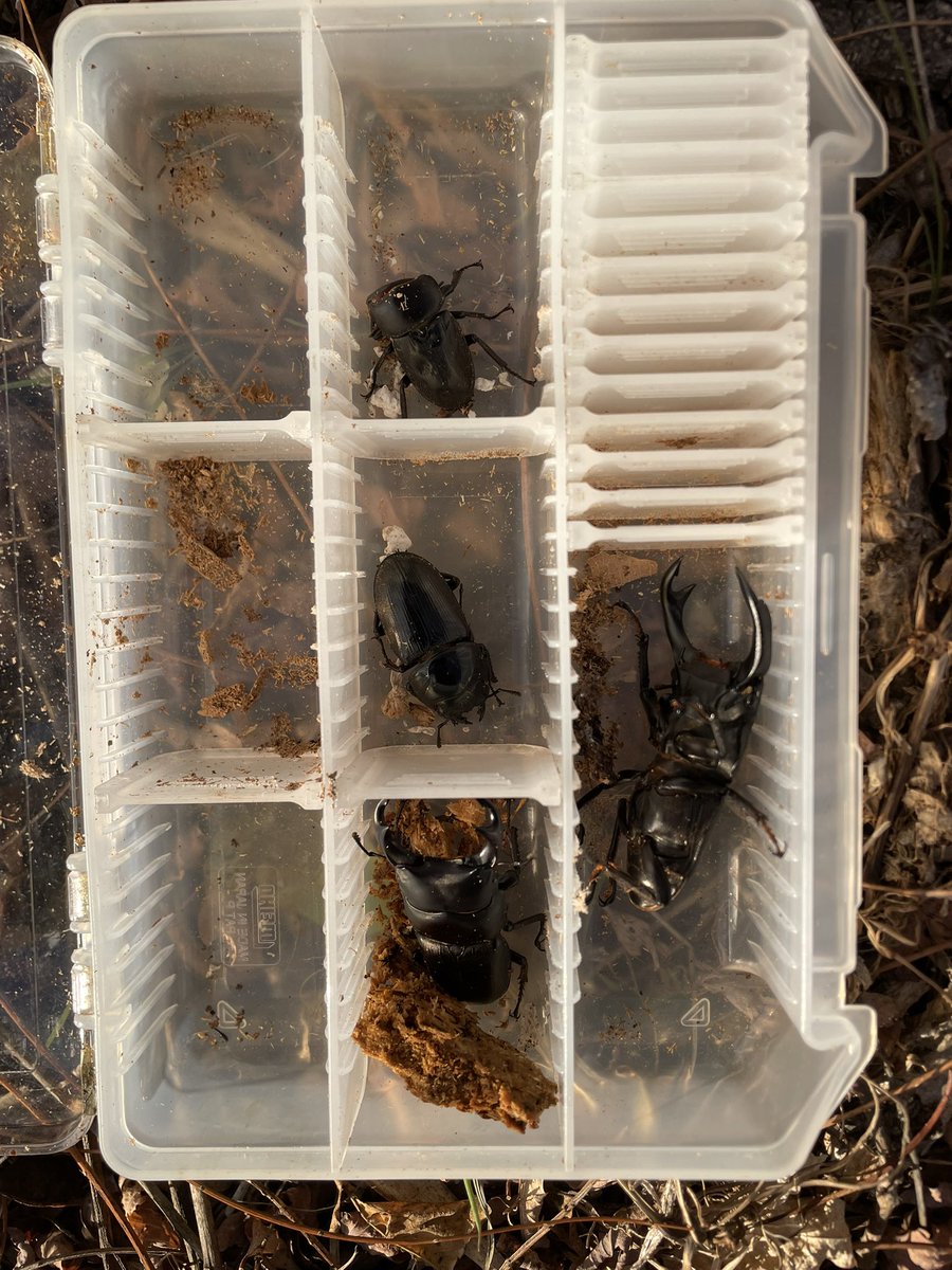 約３ヶ月ぶりのお山で越冬＆材成虫（羽化不全含む）同時ゲット

自分でもびっくりした越冬直前個体は通算23頭目の神個体でした。

最近様々な事があったので良い息抜きになりました。

家族や仲間、自然環境、全てに感謝🙏