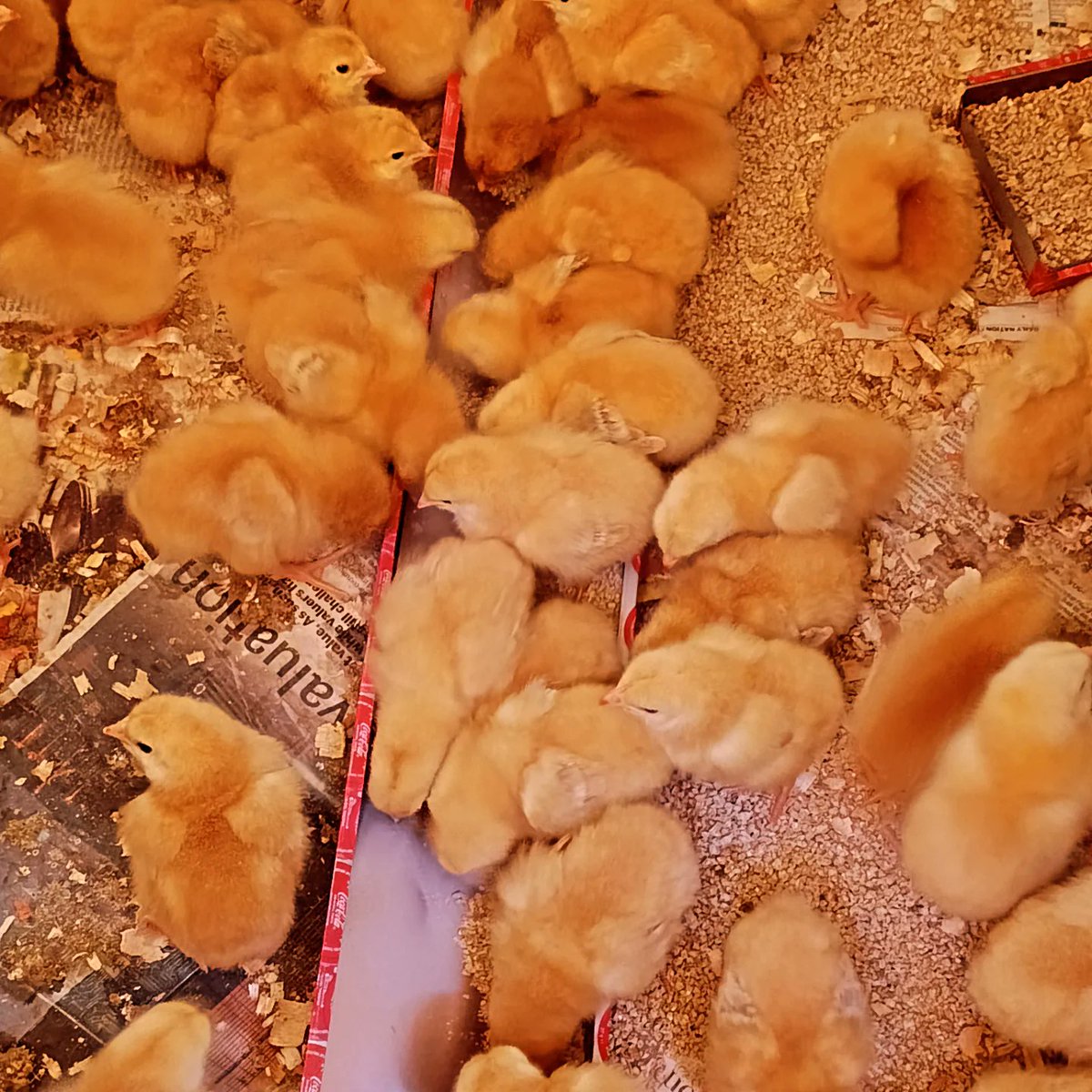 IconicFarm's tweet image. New arrivals looking clean