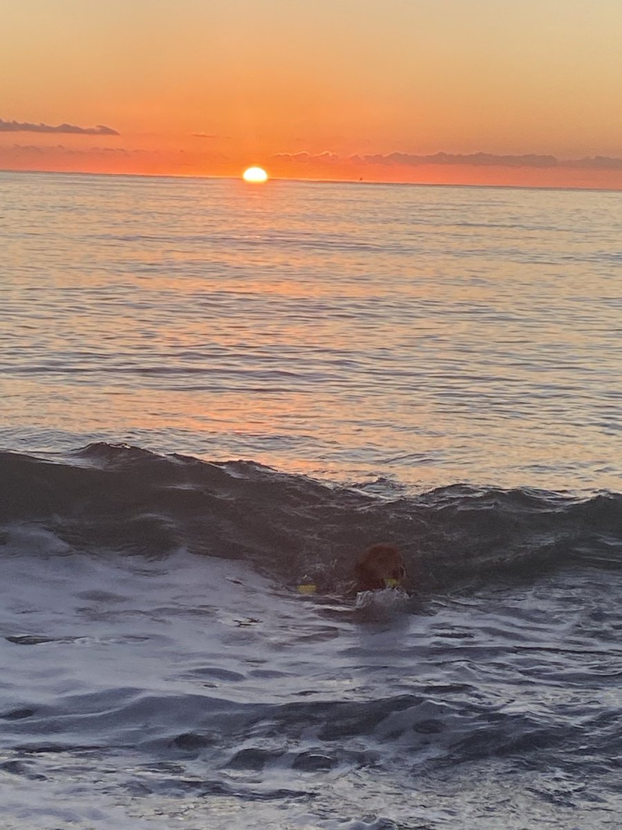 Robin Taylor tweet media