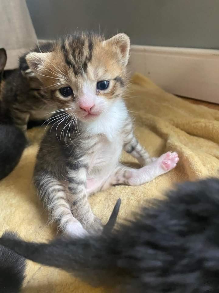 it's okay to have bad days, it's okay to stumble, it's okay to not be okay, every day is a new chance to try your best, even if your best is simply surviving until the next day