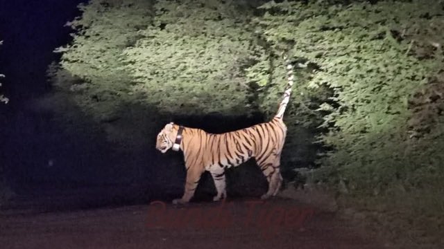 gaurravbhrdwj's tweet image. RVTR-8 daughter of #arrowhead

 The young tigress RVT-8, which was freed from soft enclosure in Ramgarh Vishdhari Tiger Reserve four months ago, is in the news these days for its free roaming and constantly changing movement pattern. In the last four months, this young tigress…