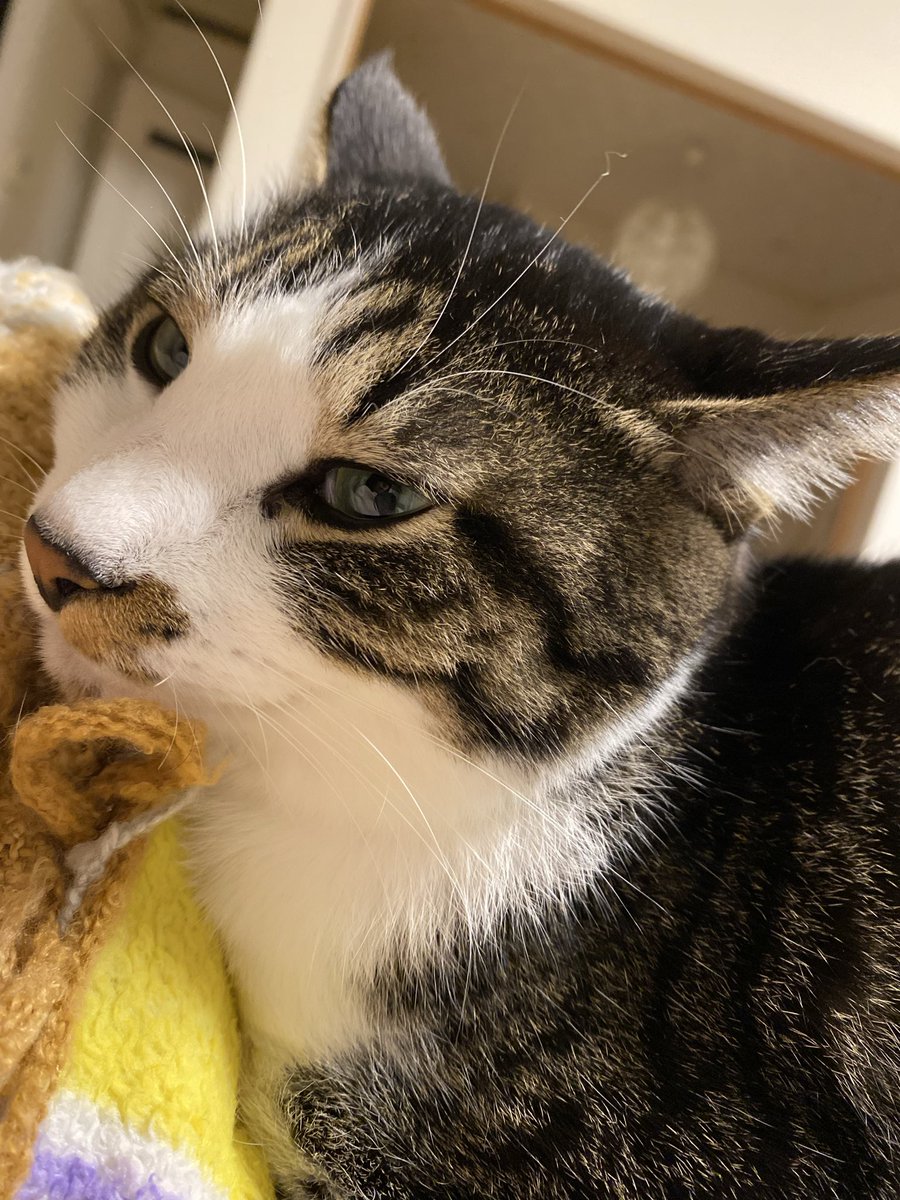 お外は寒いけど
お家もニャンコもぽかぽかです