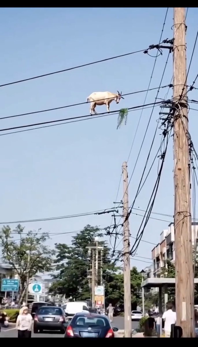 piyushchaudhry's tweet image. GIFT NIFTY