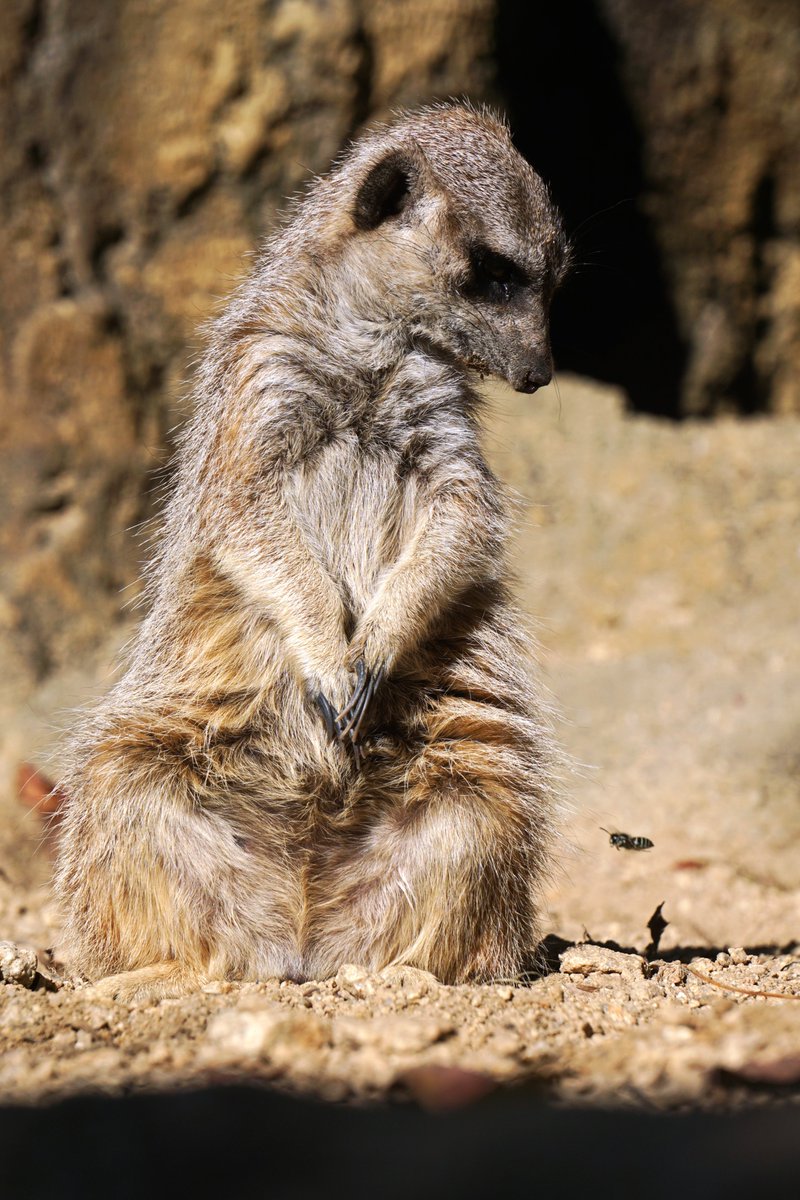 ミーアキャット