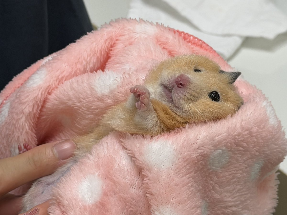 kifujikinako's tweet photo. くるみんとプロイの術後チェックとアディの健診(雌雄確認)に来ました。
くるみんもプロイも術後問題なし(๑•̀ㅂ•́)و✧ https://t.co/8cAS10fO5O