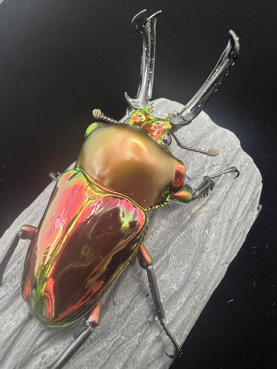 凛クワカブブリーダー (@RYONRINRIO1062) / Posts / X