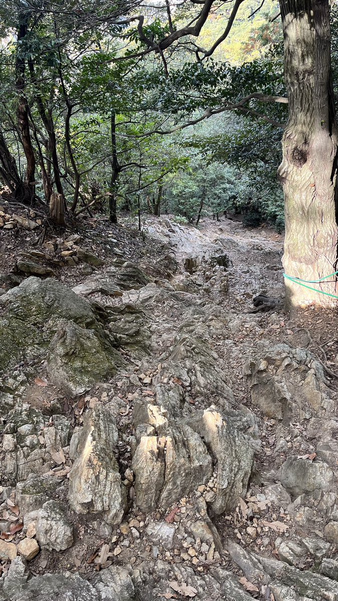 maimaimaiko3068's tweet image. 金華山
2025.11.24
晴れ
正面駐車場満車（9時前時点）