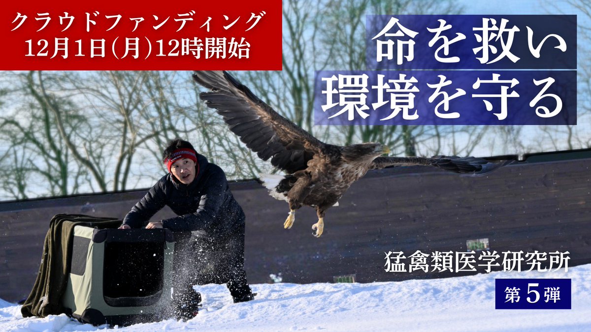 raptor_biomed's tweet photo. 治療によって一命を取り留めたものの、後遺症が残り野生に帰れなくなった猛禽達を引き続き大切に飼育するとともに、一羽でも多くの命を助け、野生復帰できる可能性をより高めるために今年もクラウドファンディングを実施させていただきます。
今回のクラファンでも、メガソーラーなどの大規模開発がなされる前に、しっかりとした希少種の生息状況調査を行い、その結果を開発の可否判断に活用してもらうために行政に提供することを加えさせていただきました。
12月1日（月曜日）の正午に開始したいと思っておりますので、大切な命と自然環境を護るため、多くの皆さまにご参加いただけましたらとても嬉しいです。
引き続き、どうぞよろしくお願い申しあげます。

『命を救い、環境を守る。みんなで紡ぐ、人と希少猛禽類の共生社会』
https://t.co/l8gjUrOnyU