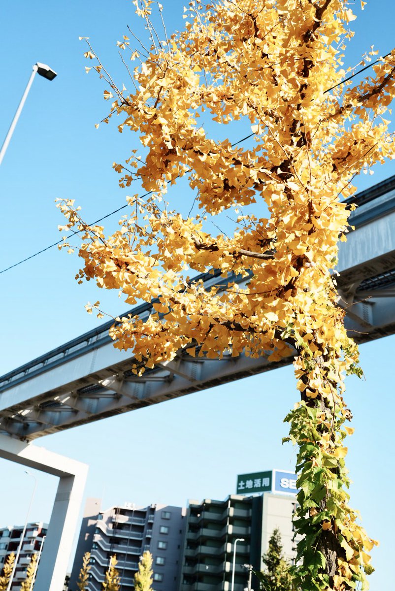 今日も天気がいいぜ〜！