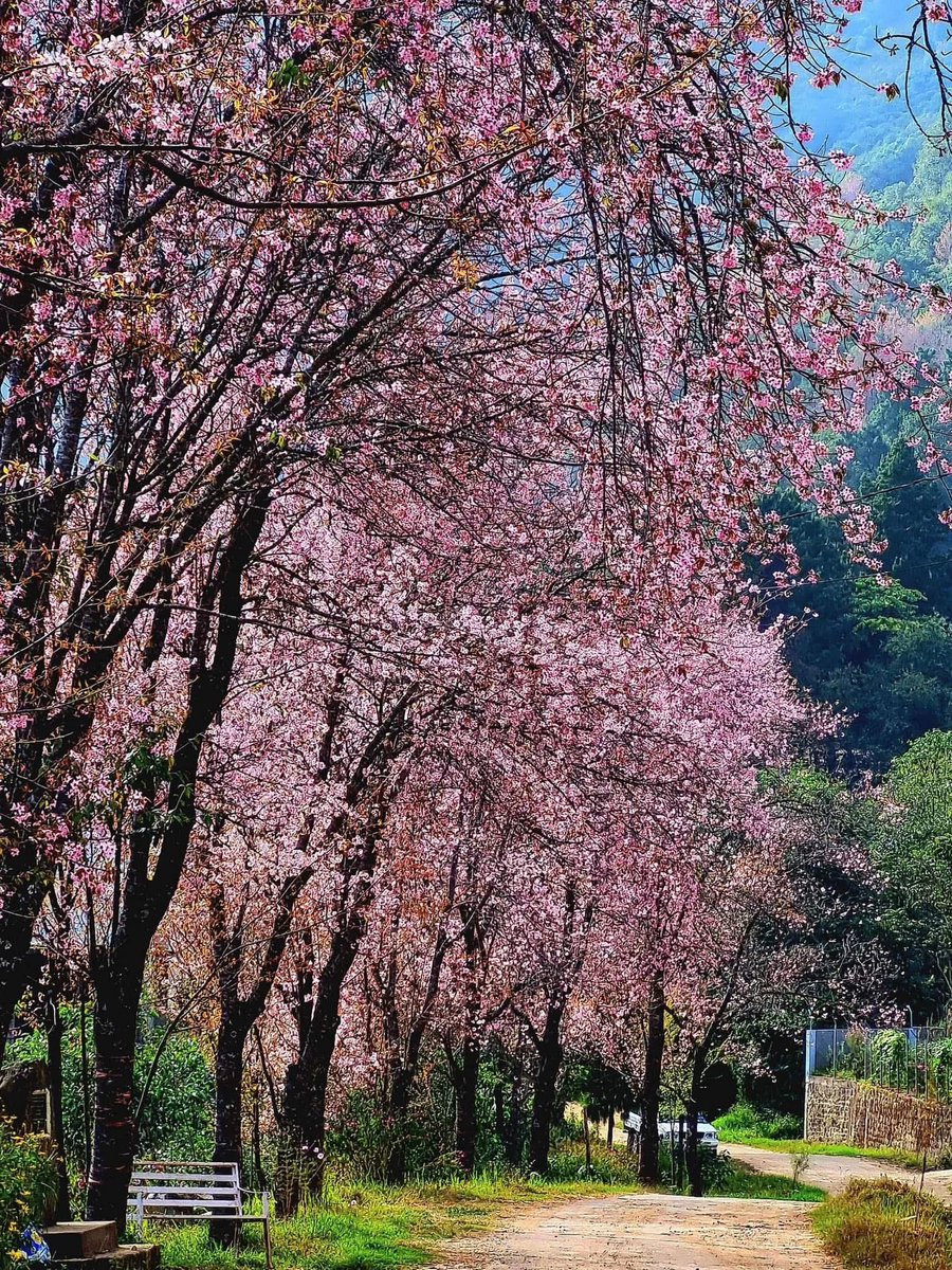 AimeeFanai's tweet image. Walking under a canopy of blooming pink 🌸 The beauty of nature never fails to amaze. #CherryBlossoms #NatureLovers #SpringVibes #FlowerRoad #PeacefulView #CareerGuidance 
#GurukulShiksha