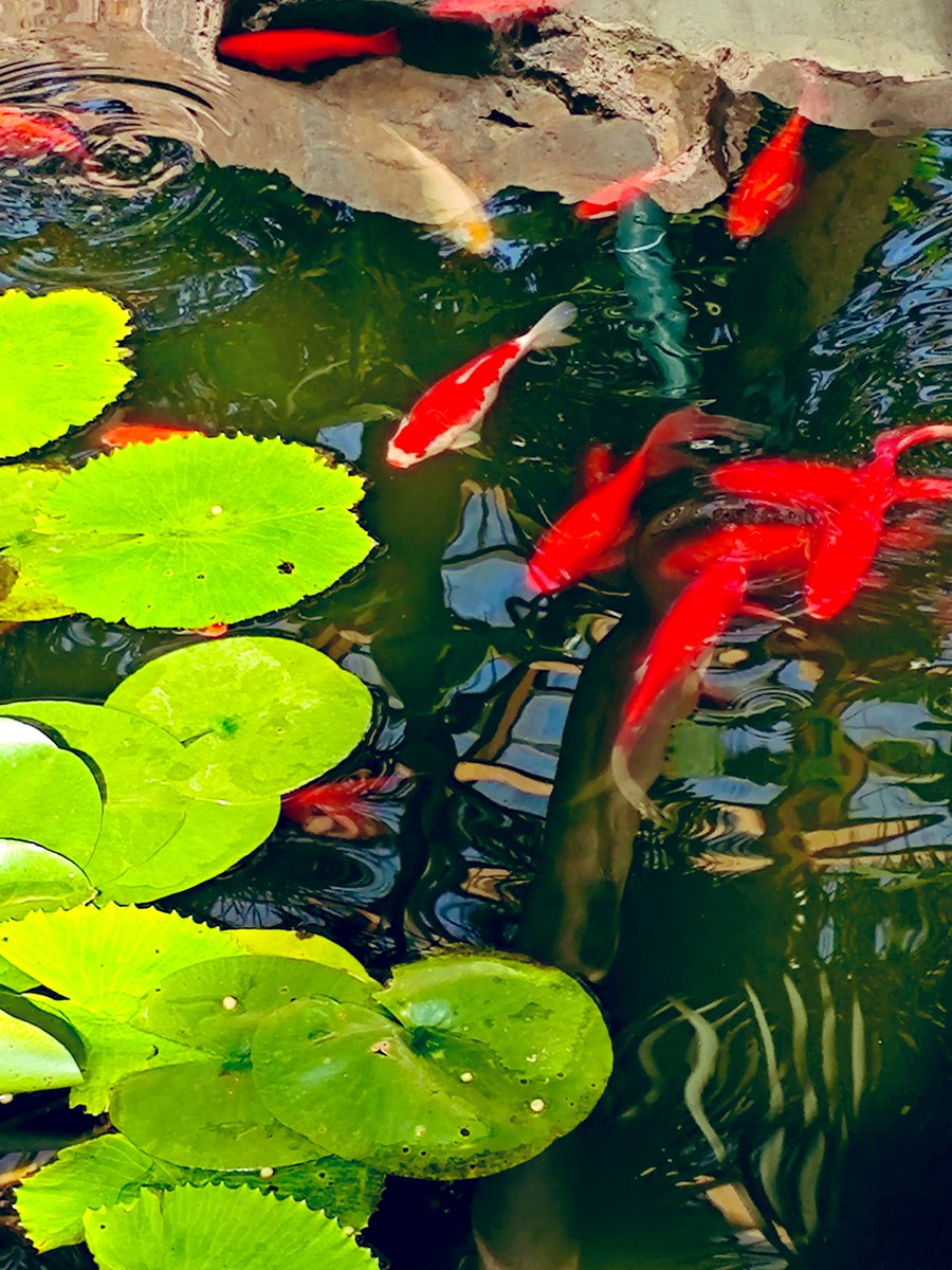 david_andrew123's tweet image. Lotus leaves hold dewdrops, harboring quiet solitude; lotus breeze sways shadows, embracing celestial light. Swimming fish heed not the ups and downs, wandering freely in the wave&apos;s heart, witnessing the warmth and cold of the world.🪷🪷🪷🐟🐟🐟