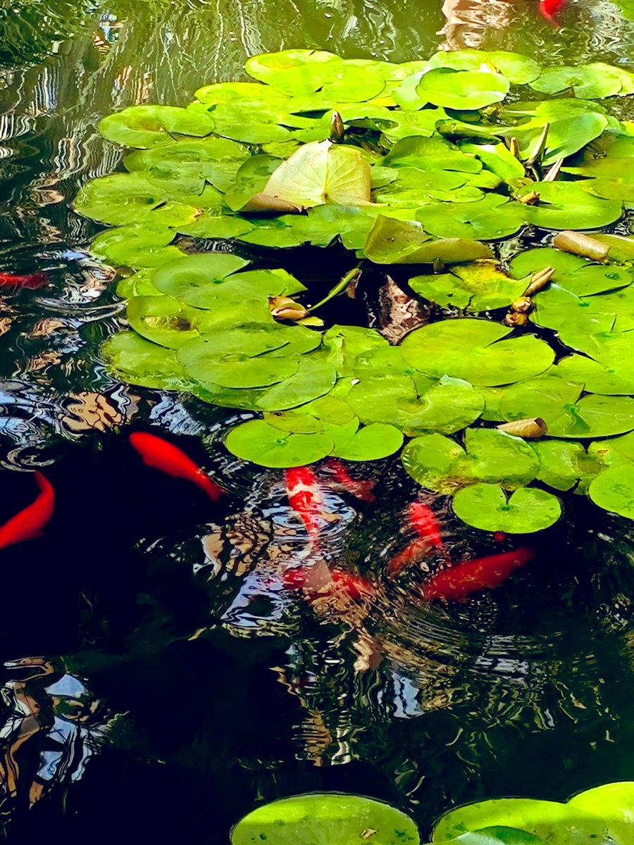 david_andrew123's tweet image. Lotus leaves hold dewdrops, harboring quiet solitude; lotus breeze sways shadows, embracing celestial light. Swimming fish heed not the ups and downs, wandering freely in the wave&apos;s heart, witnessing the warmth and cold of the world.🪷🪷🪷🐟🐟🐟