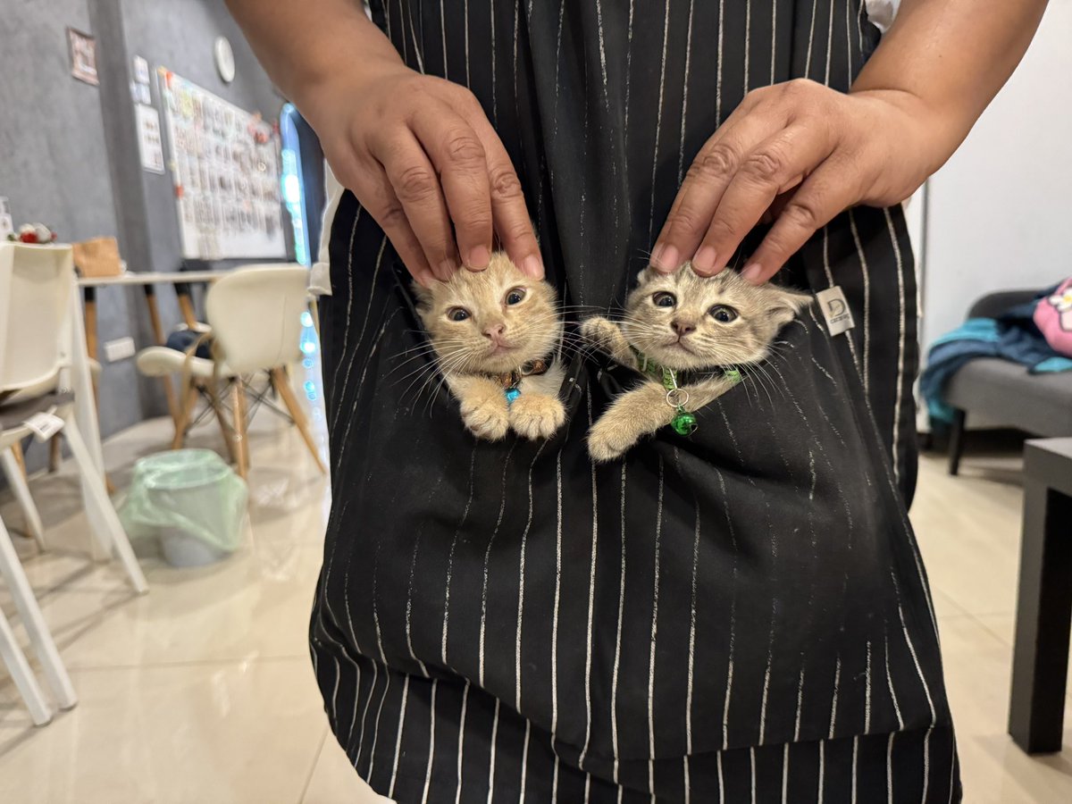 Fuwadaiji's tweet image. แมวเราน่ารักมั้ยทุกคน เรากำลังพยายามเปลี่ยนใจแม่อยู่ แม่ไม่อยากให้เลี้ยง 5555