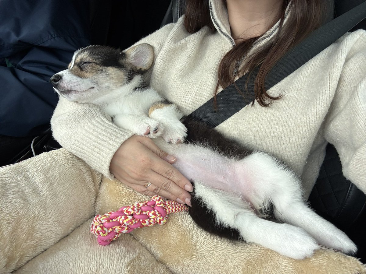 モールアート☆コーギー☆へそてん 👩‍🦰へそ天の特等席…