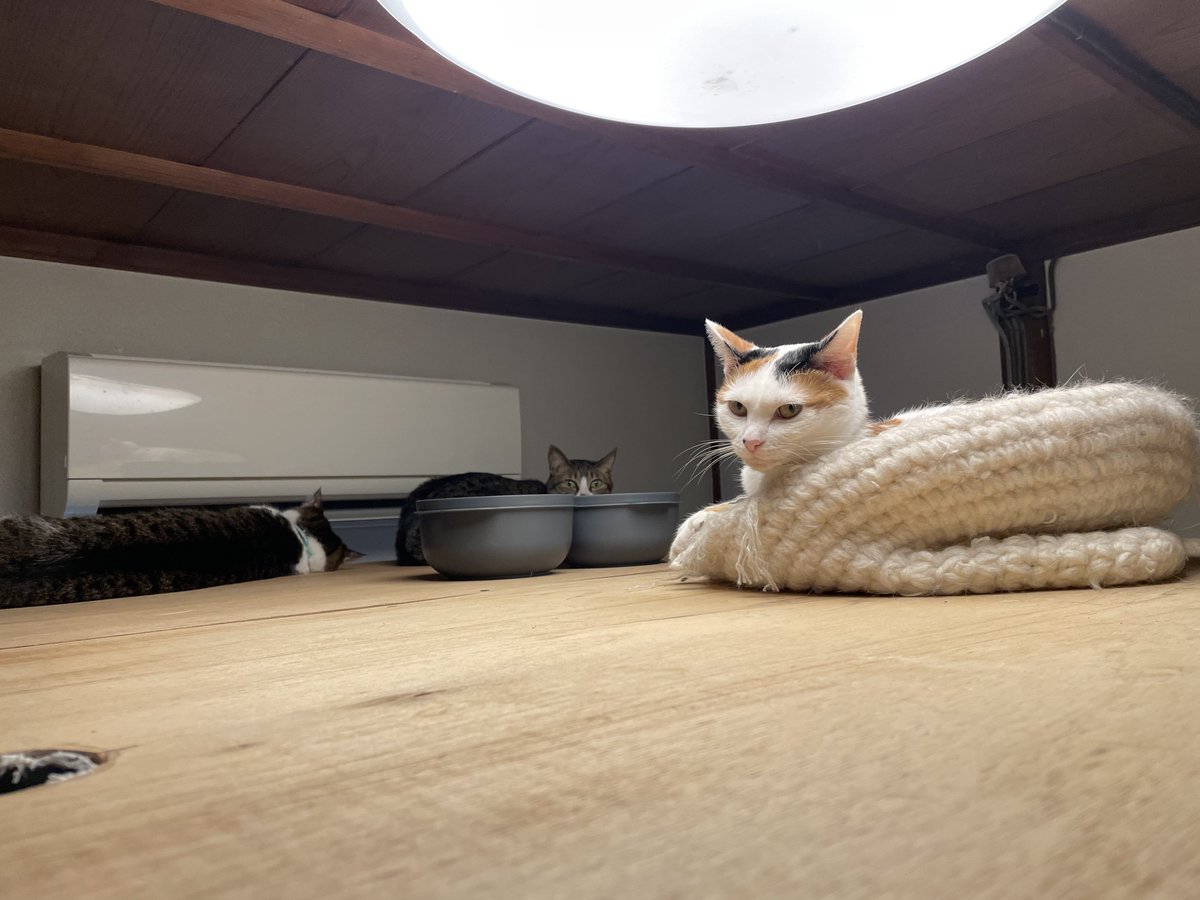 くうにゃん Post by にゃんちくだいすきくらぶ on X: #にゃんちく確認